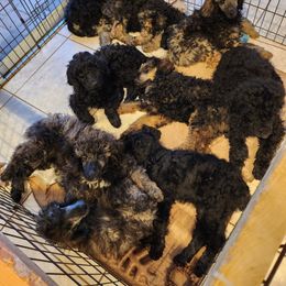 Poodle Puppies from Savvy and Friends, LLC