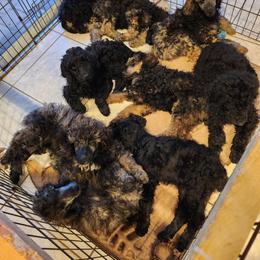 Poodle Puppies from Savvy and Friends, LLC