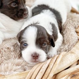 Riptide - Chocolate male Havanese puppy in Katy, Texas from Cloud 9 Havanese