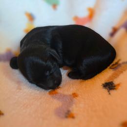 Boy 3 - Black male Dachshund puppy in Rutherfordton, North Carolina from Ziva's Friends