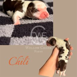 Chili - Liver white and tan female English Springer Spaniel puppy in Uvalda, Georgia from Willow Creek Farms