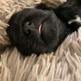 Schnoodle Puppies from Noodle Tings Puppies