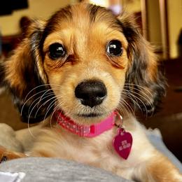 Dachshunds from Okie Dachshunds