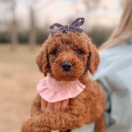 Aurora - Red  female Goldendoodle puppy in Iola, Texas from Supreme Doodles of Texas