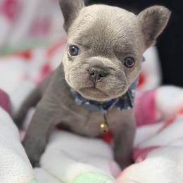 Greyson - Blue male French Bulldog puppy in Hemet, California from Bowman Pups