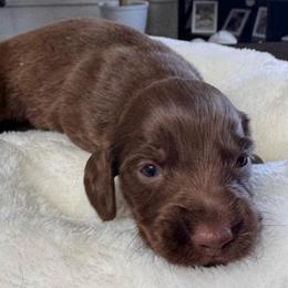Levi - Chocolate and tan male Dachshund puppy in Wallingford, Kentucky from Hensley Homestead Dachshunds