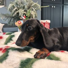 Lady Mary Crawley - Black and tan female Dachshund puppy in Temecula, California from Naomi Magee's Dachshund Kennel