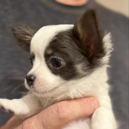 Adam - Blue and white male Chihuahua puppy in Amity, Pennsylvania from Rhoda and Verna