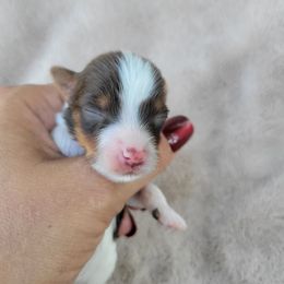 Twix - Parti female Yorkshire Terrier puppy in Middleton, Idaho from Rocky Mountain Yorkies