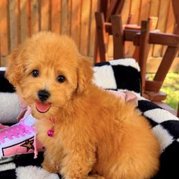 GOLDIE - Apricot female Maltipoo puppy in Sugar Land, Texas from Celebrity Maltipoos