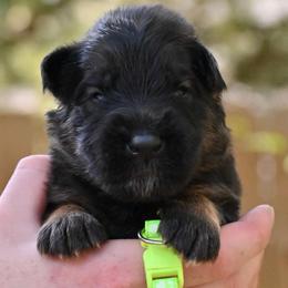 Ace - Sable male German Shepherd puppy in Canton, Texas from WILDWOOD GERMAN SHEPHERDS