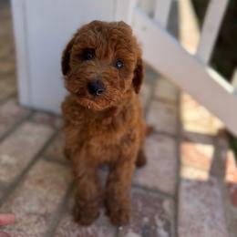 Red - female Goldendoodle puppy in Shingle Springs, California from California Double Doodles