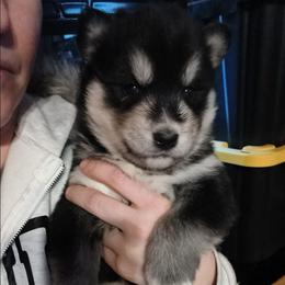 Orange - Black and white female Siberian Husky puppy in Porter Corners, New York from Twisted Gemstone Exotics