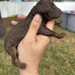 Female tri - Red tri-color female Aussiedoodle puppy in Spring Hill, Florida from Pawprint Dreams Boarding and Kennel