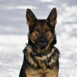 German Shepherds from Warhammer German Shepherds