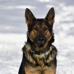 German Shepherds from Warhammer German Shepherds