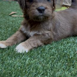 Effie - Brown and white female Cockapoo puppy in Williamston, South Carolina from Sassy Bob’s Dogs