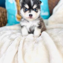 Boy 4 - Blue male Pomsky puppy in Yavapai County, Arizona from Pawsh Pomskies