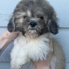 Gonzo - Brown and white male Shichon puppy in Kent, Washington from Mad Hatter Farm