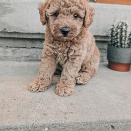 Willow - Apricot female Poodle puppy in Benton, Illinois from J & J Miniature Poodles