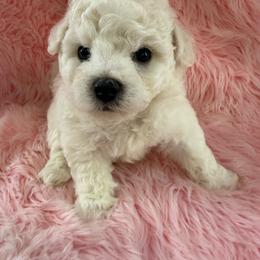 Red - White male Bichon Frise puppy in Lake Elsinore, California from Amber's Bichon Frise and Poodles