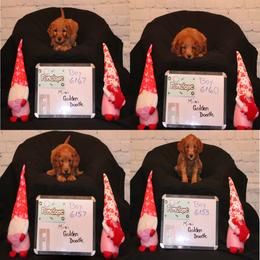 Goldendoodle and Poodle Puppies from Partridge Doodles and Poodles