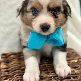 Blue collar - Blue merle male Aussiedoodle puppy in 32046, Florida from River Hill Ranch