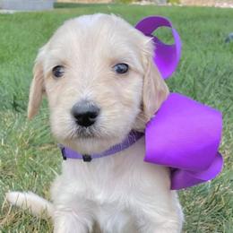 Bernedoodles, Goldendoodles, and Poodles from Dinoland Doodles