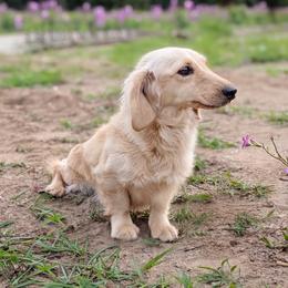 Abigail - Dachshund