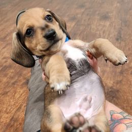 Boy 1 - Cream male Dachshund puppy in Grants Pass, Oregon from Climate City Doxies