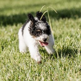 Domino - Tri-color male Bernedoodle puppy in Aubrey, Texas from Four Willows Farm