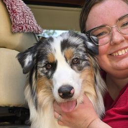 Australian Shepherds and Shetland Sheepdogs from Highland Shelties & Aussies