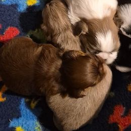 Lavendar girl - Liver female Shih Tzu puppy in Shinnston, West Virginia from Melissa's World of Shih Tzus
