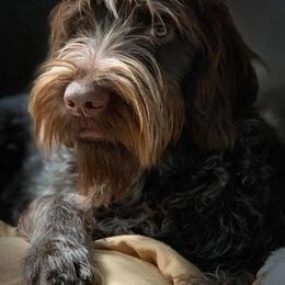 Wirehaired Pointing Griffon All Grown Up from Foggy Gap Griffons