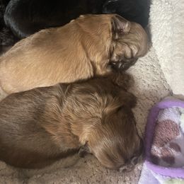 Shih Tzu puppies from Little Mil’s Shih Tzus