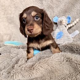 Percy - Chocolate and tan male Dachshund puppy in Spanish Springs, Nevada from Silver Sage Dachshunds