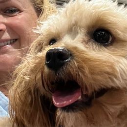 Thea - Cavapoo