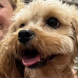Thea - Cavapoo