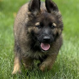 Shiloh Shepherd Puppies from Smokeshow Shilohs and Shepherds