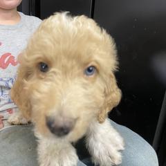 Bernedoodle and Pyredoodle Puppies from Washington Bernedoodles & Pyredoodles