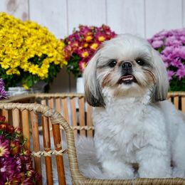 Winny - Shih Tzu