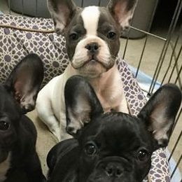 French Bulldogs from Frenchie Studs