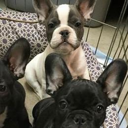 French Bulldogs from Frenchie Studs