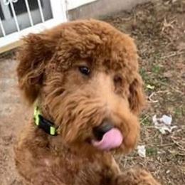 Teddy - Goldendoodle