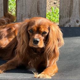 Penny - Cavalier King Charles Spaniel