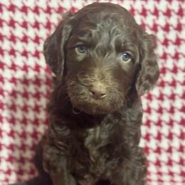 Godiva - Black female Goldendoodle puppy in Tybee Island, Georgia from Castaway Doodles