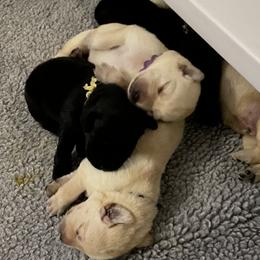 Labrador Retriever Puppies from Tobyan Labradors