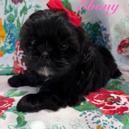 Ebony - Black female Shih Tzu puppy in Hemet, California from Aloha Shih Tzu