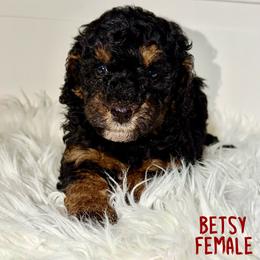 Betsy - Tri-color female Bernedoodle puppy in Beecher, Illinois from Erica’s Doodles
