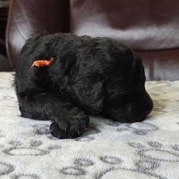 CARBON - Black male Poodle puppy in Aurora, Colorado from Simply Amazing Doodles